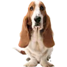 Hush Puppies (US) logo